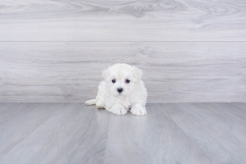 Energetic Maltepoo Poodle Mix Puppy