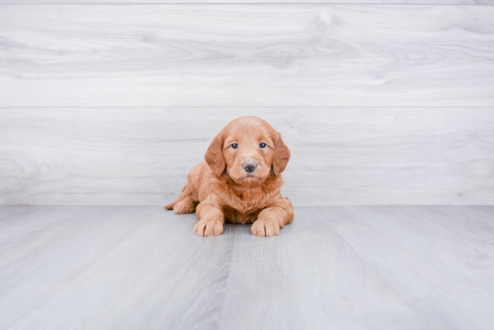 Mini Goldendoodle Puppy for Adoption