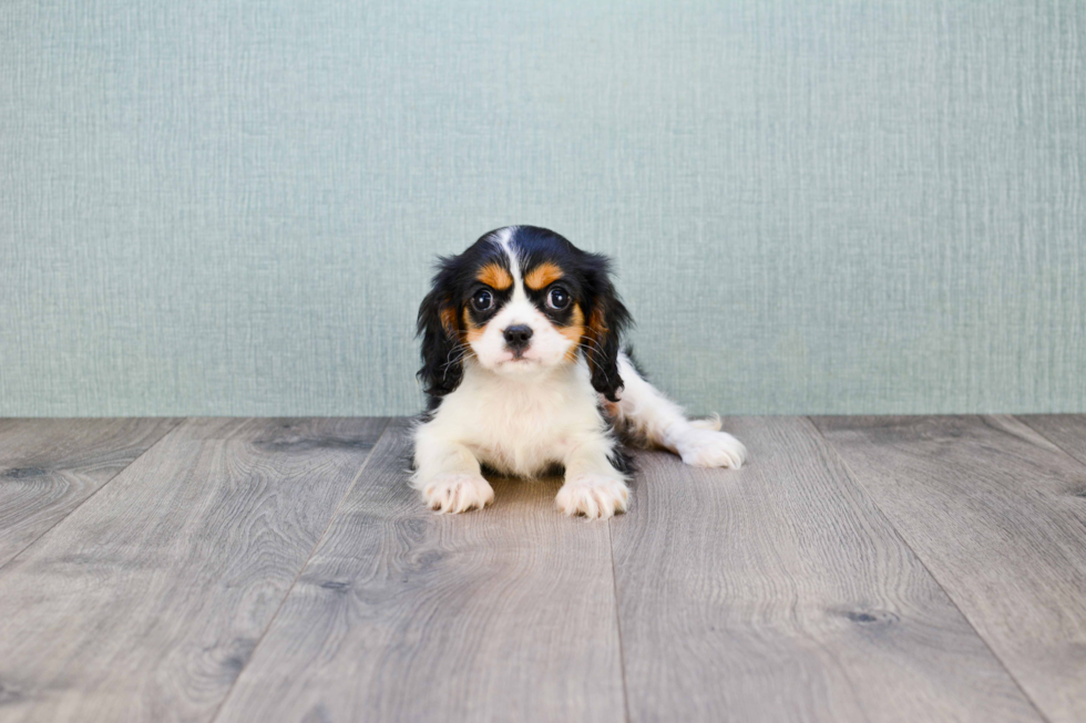 Cavalier King Charles Spaniel Pup Being Cute