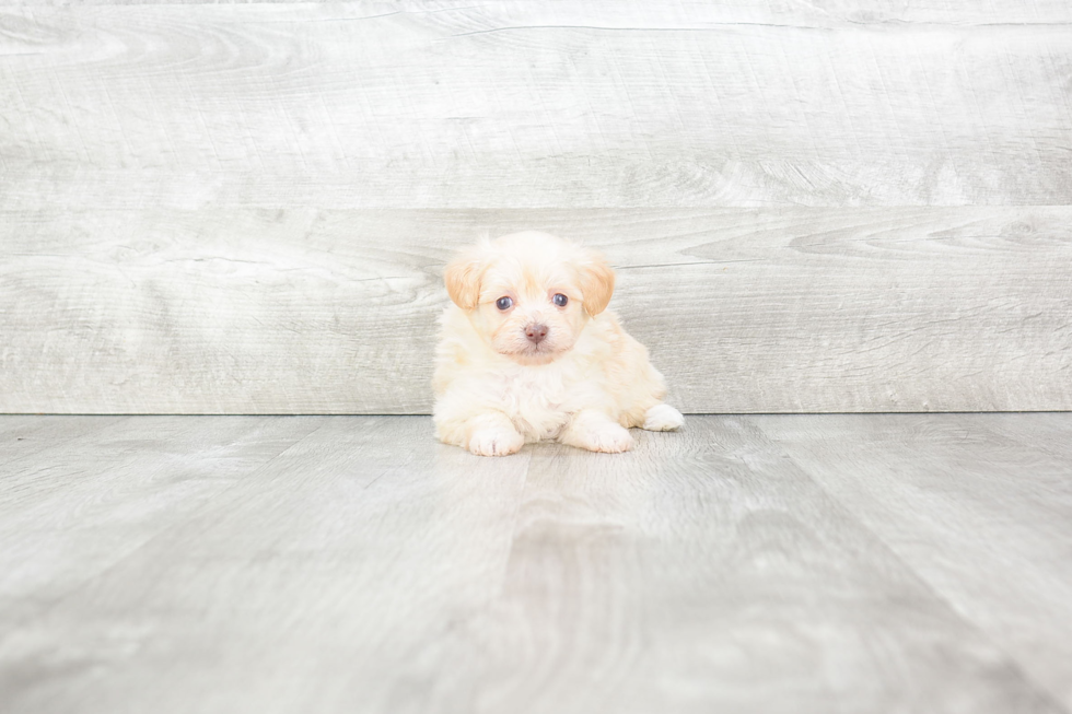 Best Maltipoo Baby