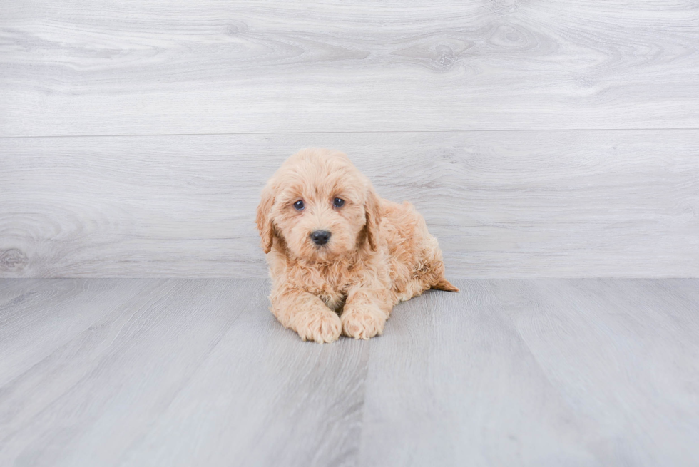 Hypoallergenic Golden Retriever Poodle Mix Puppy