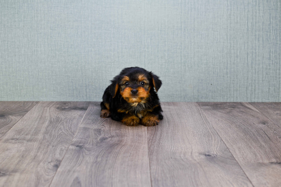 Meet Roscoe - our Yorkshire Terrier Puppy Photo 