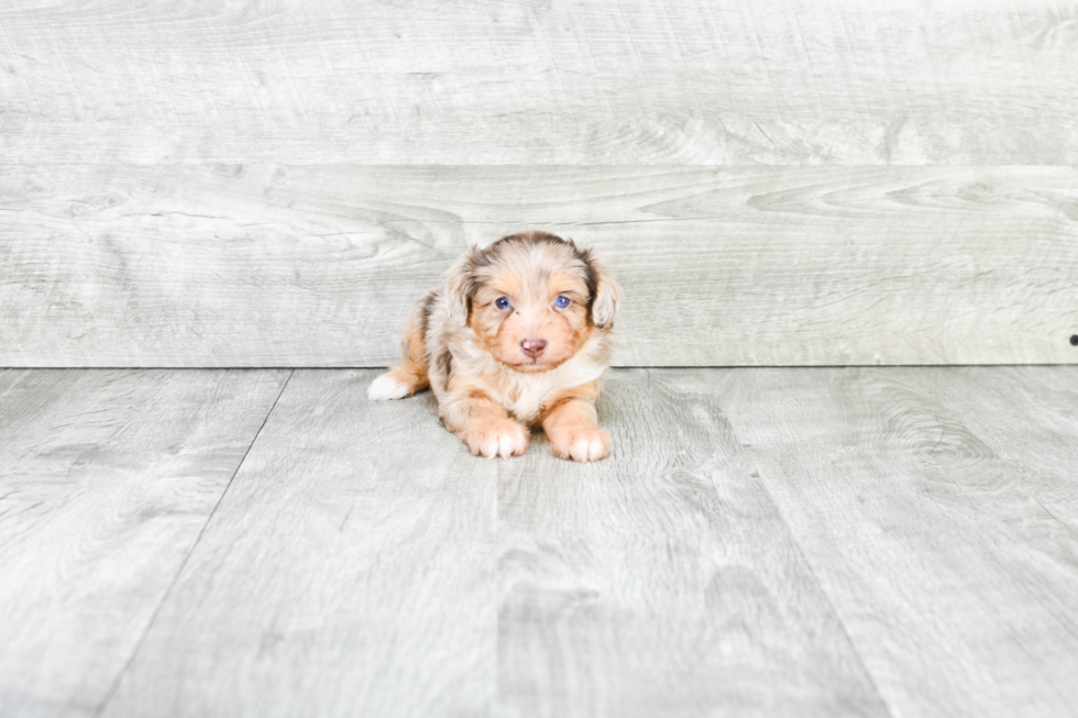 Sweet Mini Aussiedoodle Baby