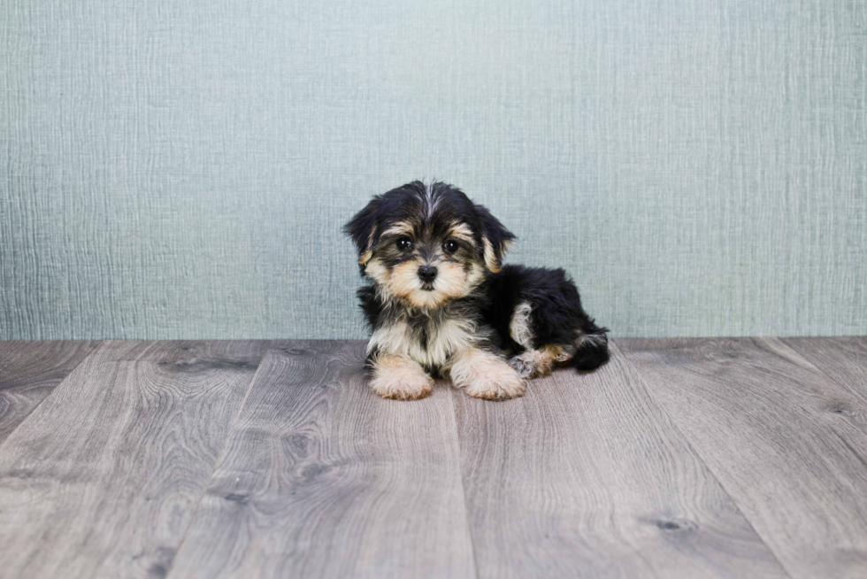 Morkie Pup Being Cute