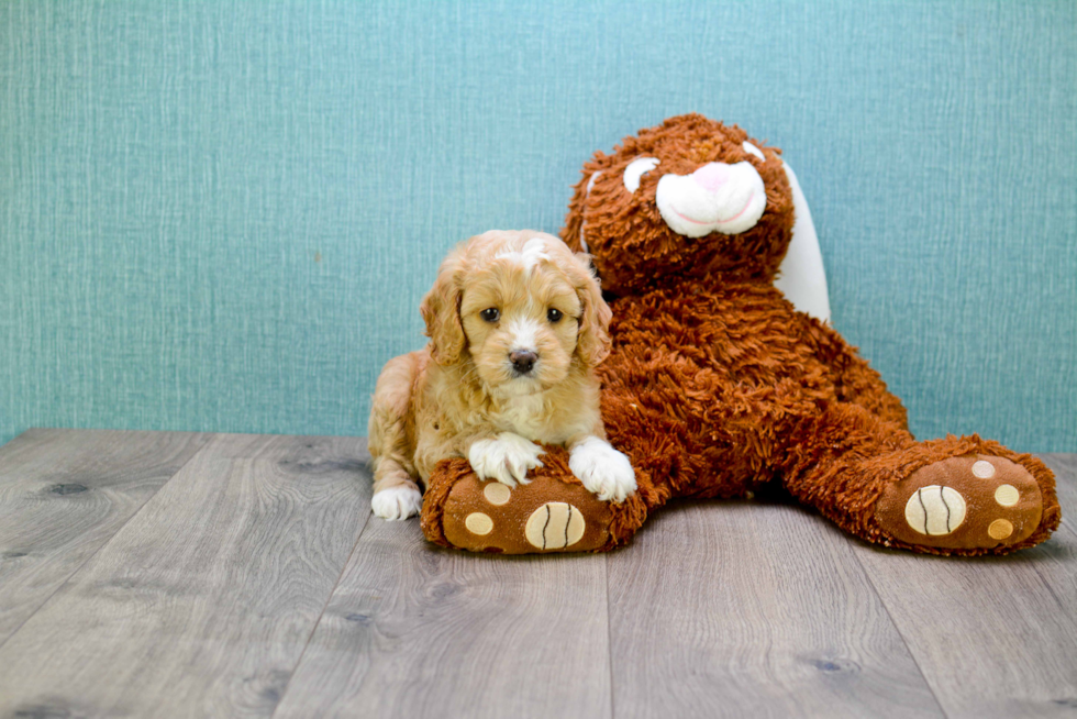 Cavapoo Puppy for Adoption