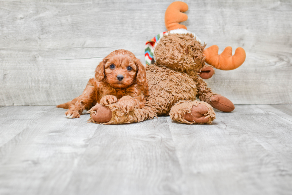 Best Cavapoo Baby