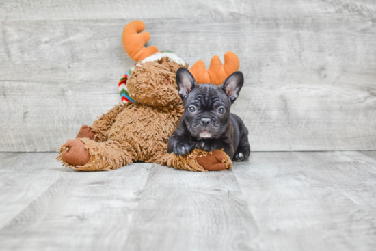 Best French Bulldog Baby