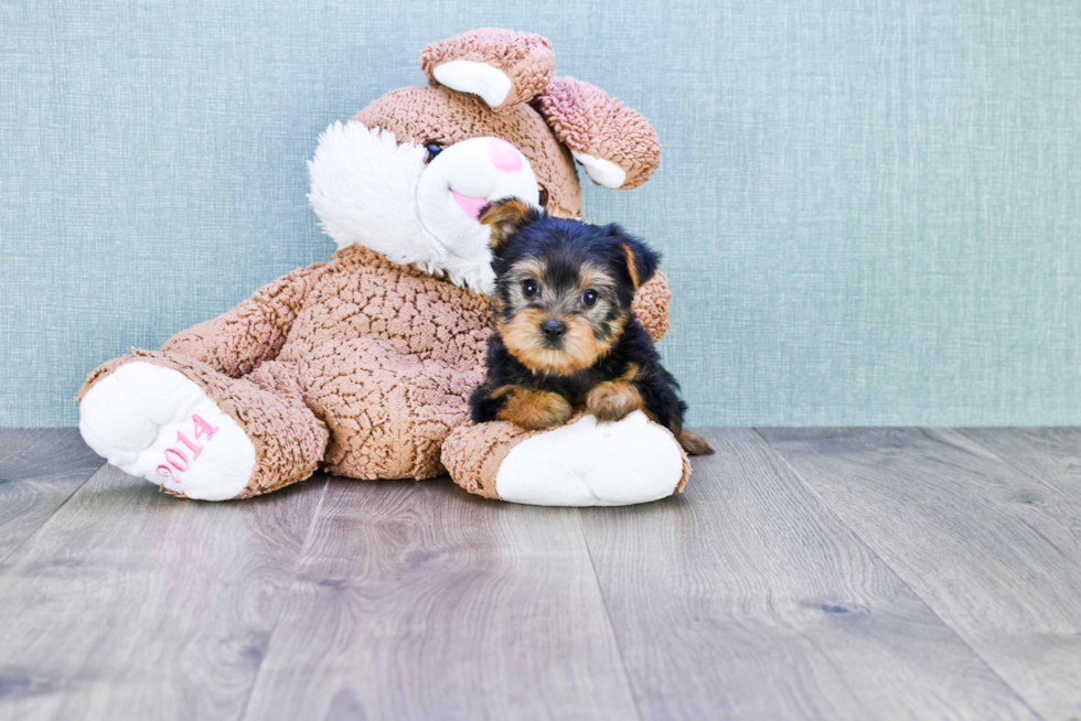 Meet Izzie - our Yorkshire Terrier Puppy Photo 