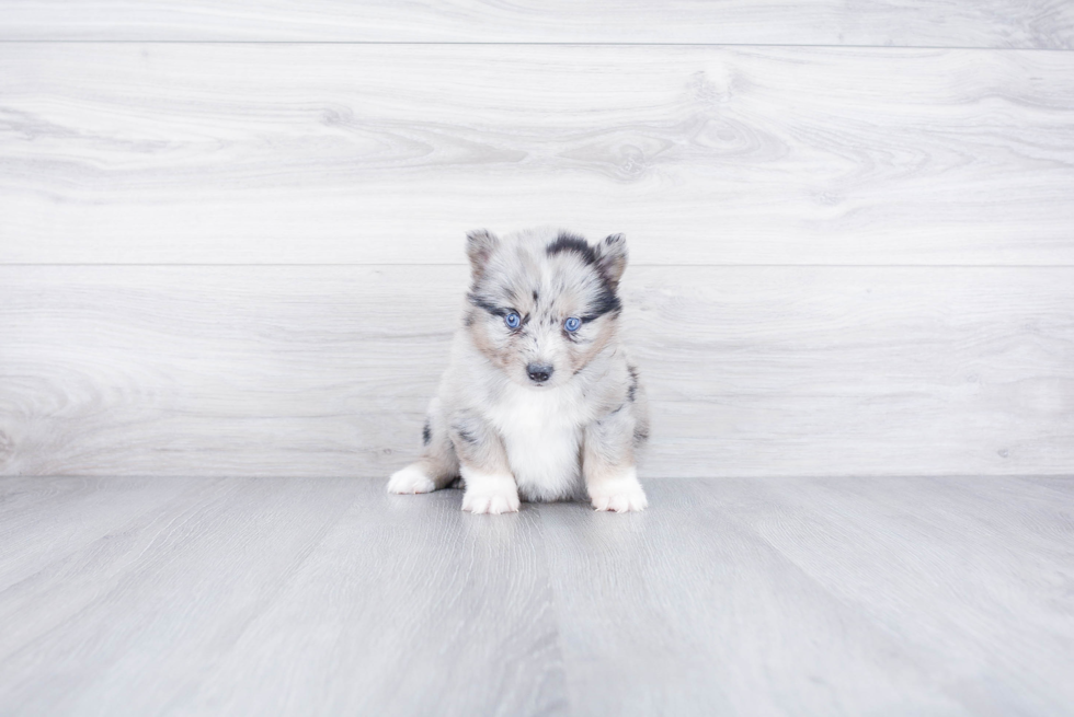 Pomsky Pup Being Cute