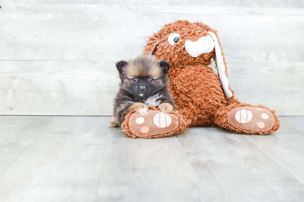 Fluffy Pomeranian Purebred Puppy