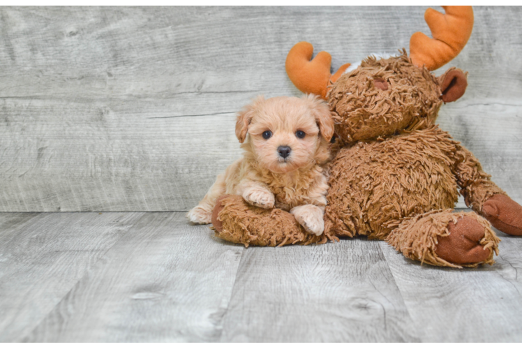 Best Maltipoo Baby