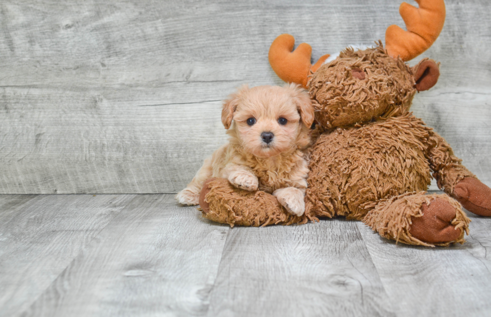 Best Maltipoo Baby