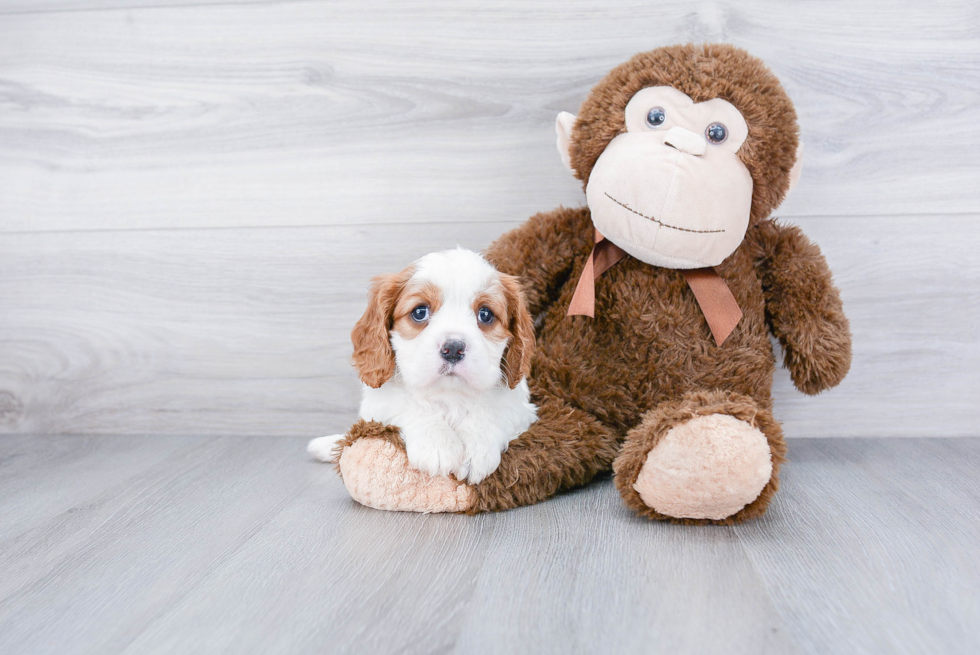 Petite Cavalier King Charles Spaniel Purebred Puppy