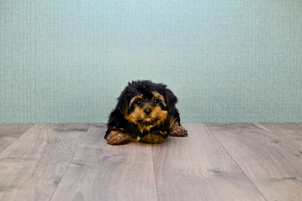 Meet Snickers - our Yorkshire Terrier Puppy Photo 