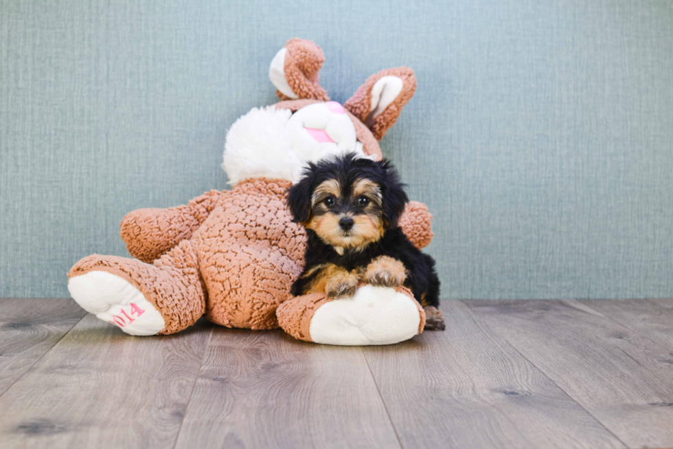 Playful Yorkie Doodle Poodle Mix Puppy