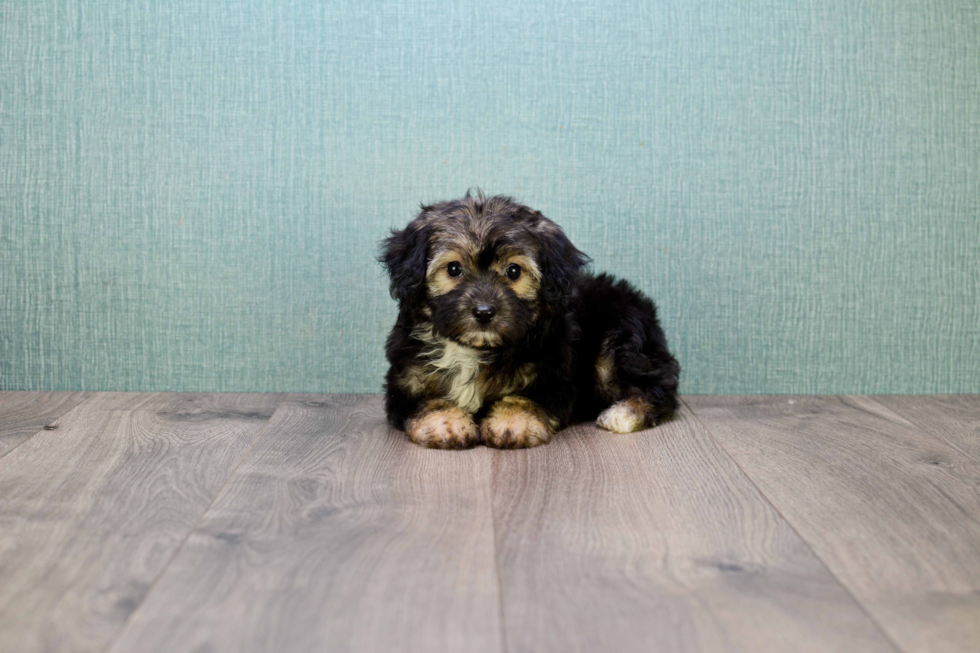 Hypoallergenic Yorkie Designer Puppy