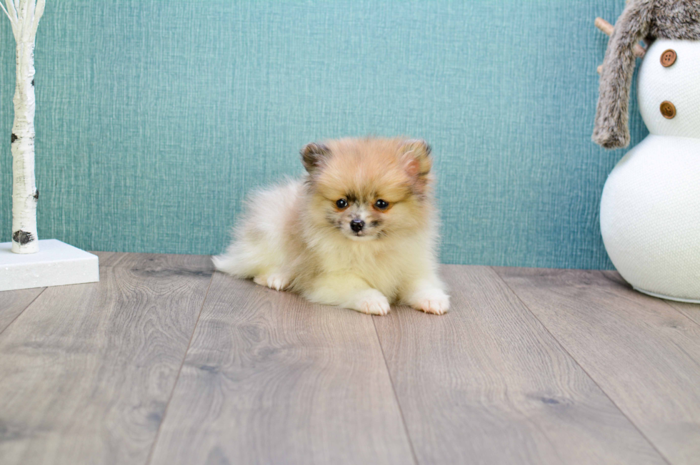 Best Pomeranian Baby