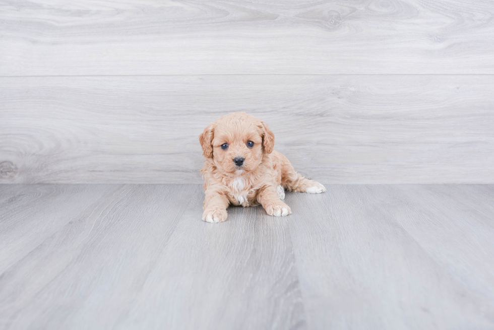 Cavapoo Puppy for Adoption