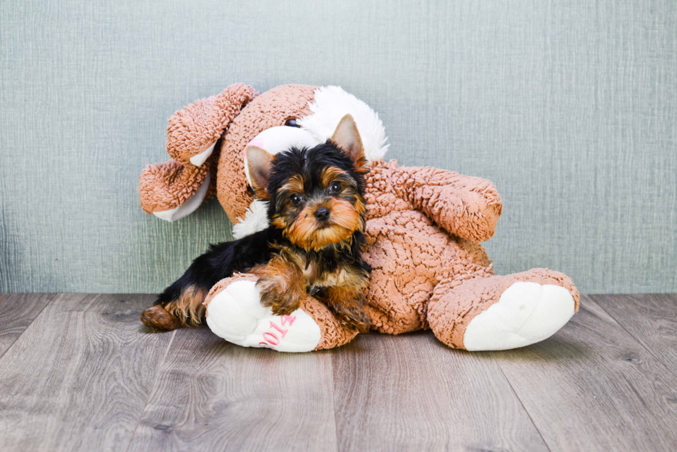 Meet Batman - our Yorkshire Terrier Puppy Photo 