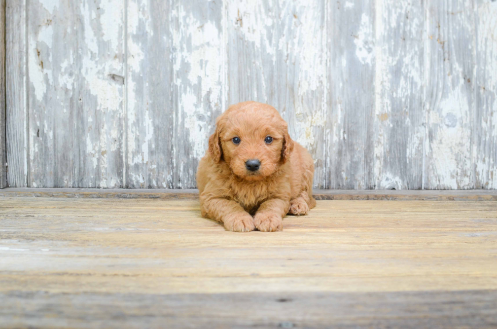 Mini Goldendoodle Puppy for Adoption