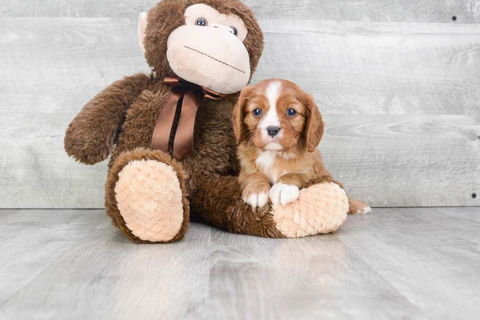 Fluffy Cavalier King Charles Spaniel Purebred Puppy