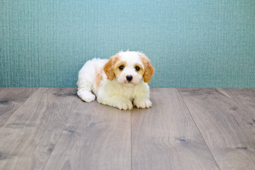 Cavapoo Puppy for Adoption