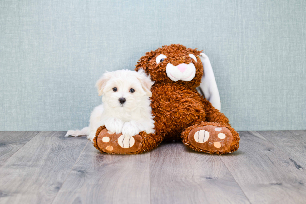 Cute Maltipoo Baby