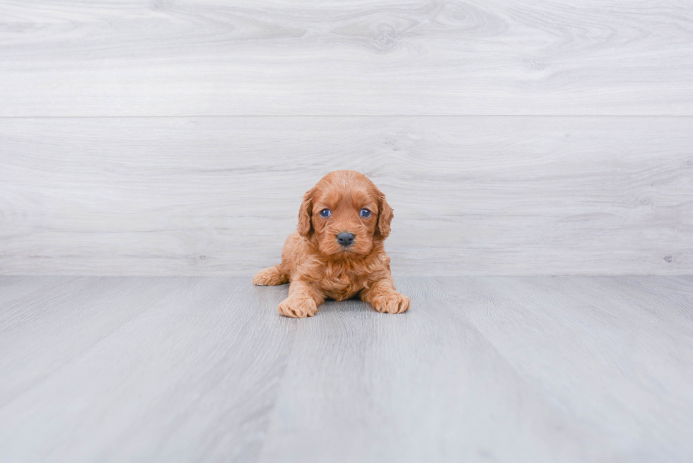 Hypoallergenic Cavoodle Poodle Mix Puppy