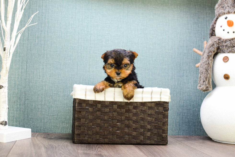 Meet Teacup-Goldie - our Yorkshire Terrier Puppy Photo 