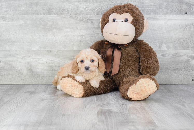 Best Cavachon Baby