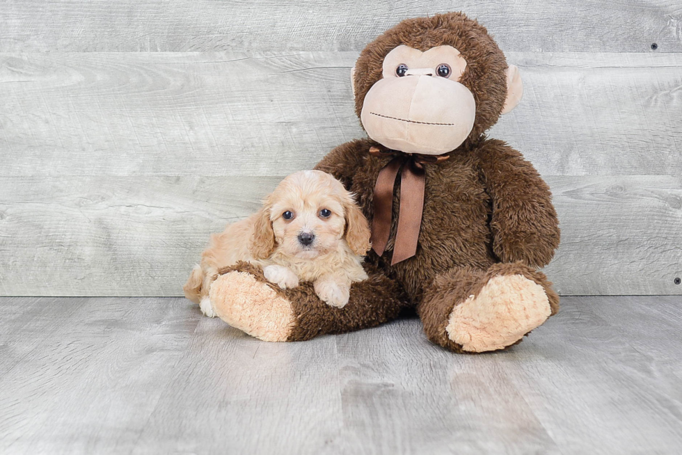 Best Cavachon Baby