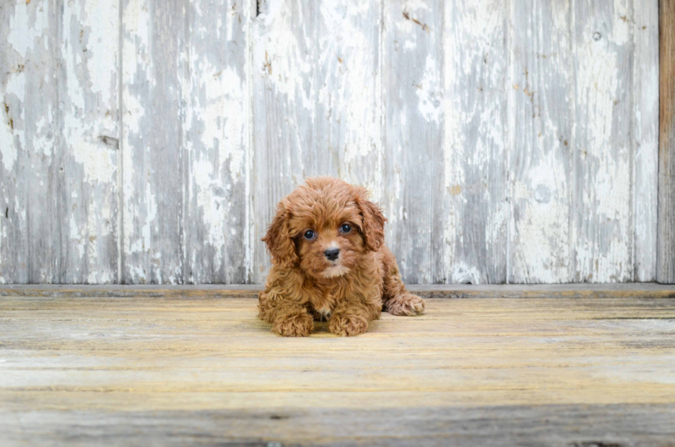 Cavapoo Puppy for Adoption