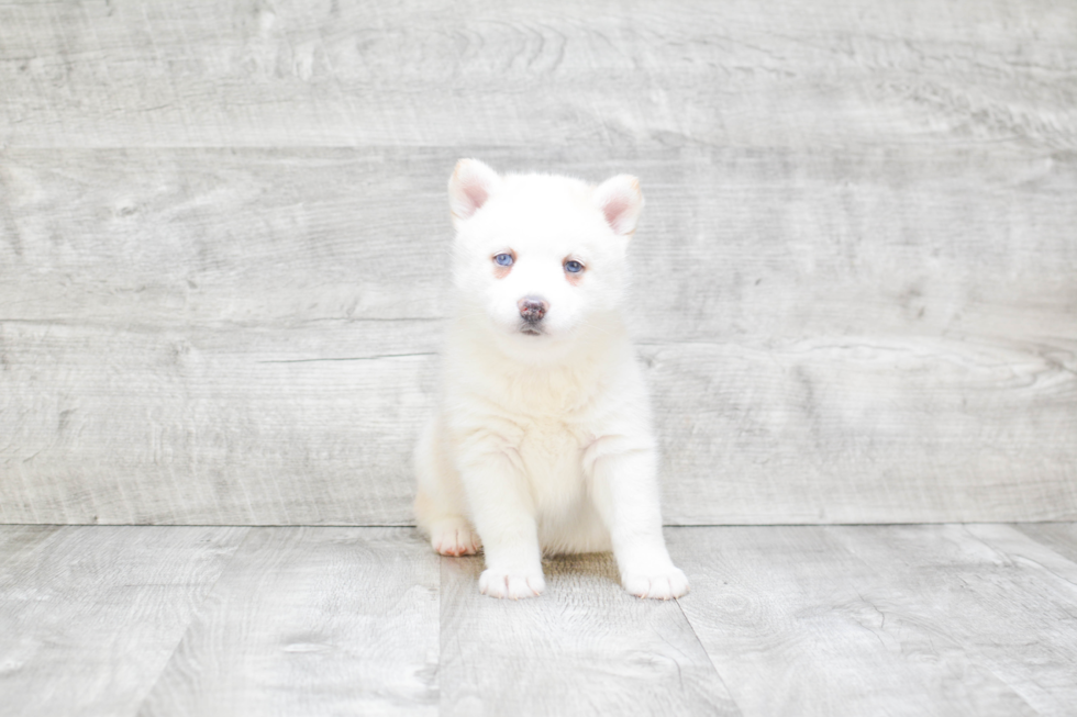 Friendly Pomsky Baby