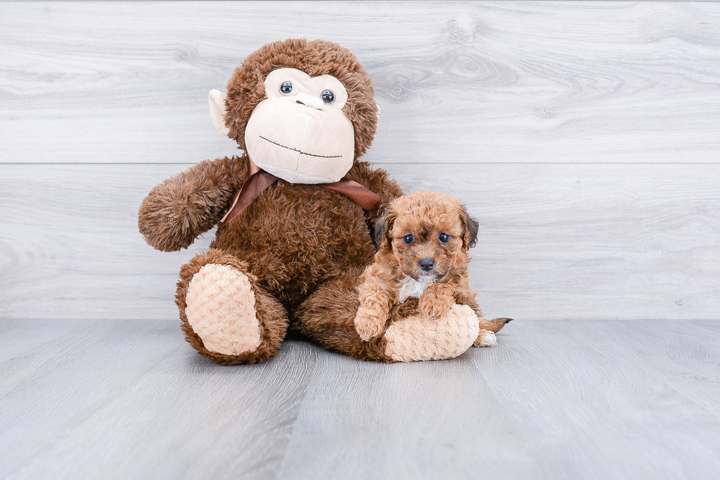 Little Maltese Poodle Poodle Mix Puppy