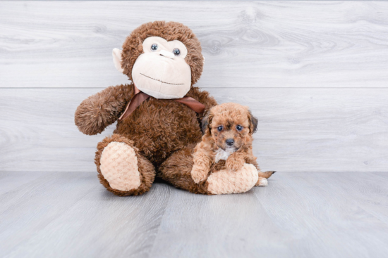 Little Maltese Poodle Poodle Mix Puppy