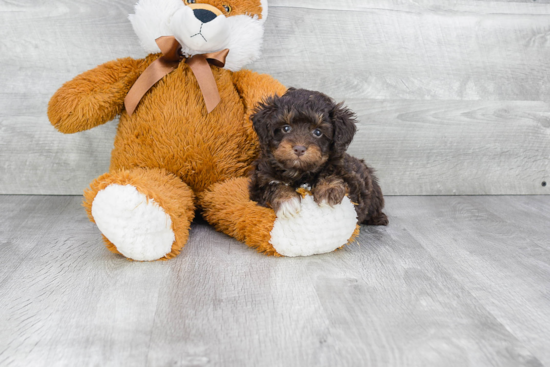 Happy Mini Aussiedoodle Baby