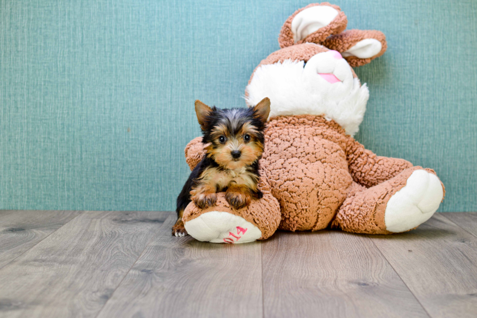 Meet Lady Gaga - our Yorkshire Terrier Puppy Photo 