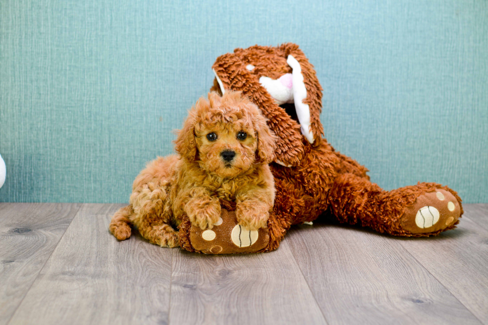 Adorable Cavoodle Poodle Mix Puppy