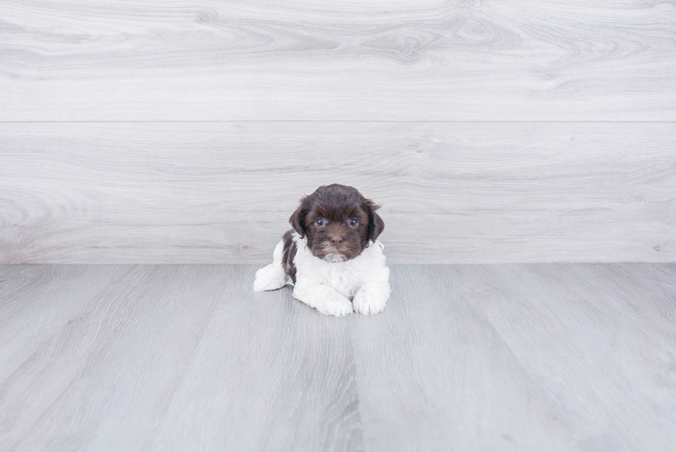 Havanese Puppy for Adoption