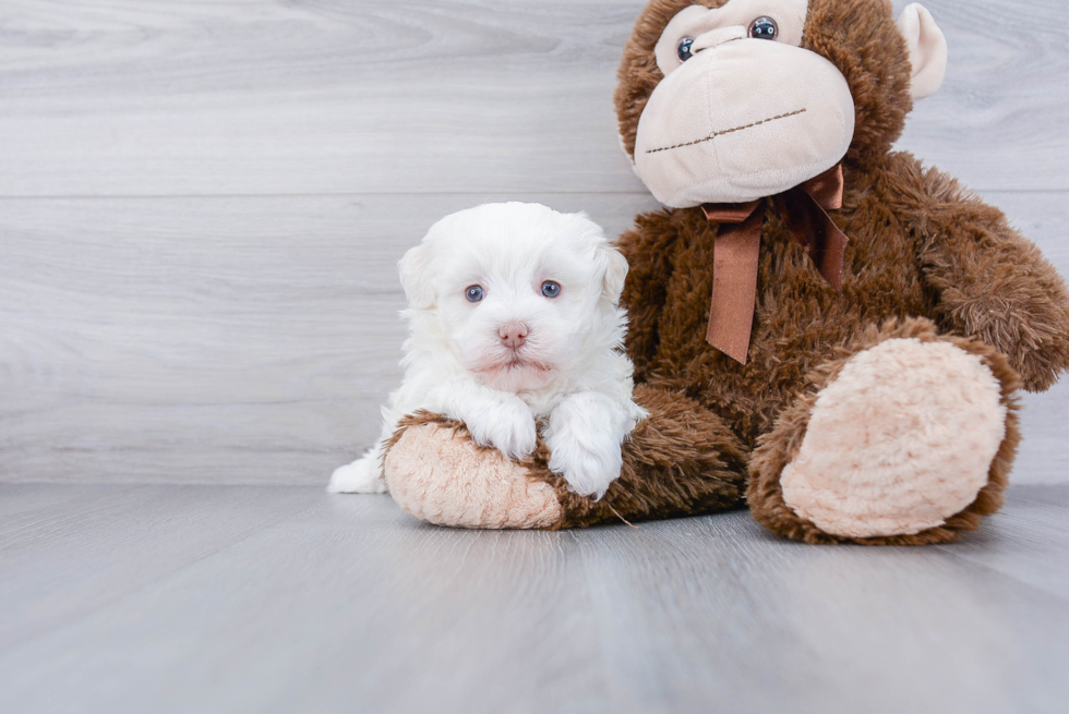 Best Havanese Baby