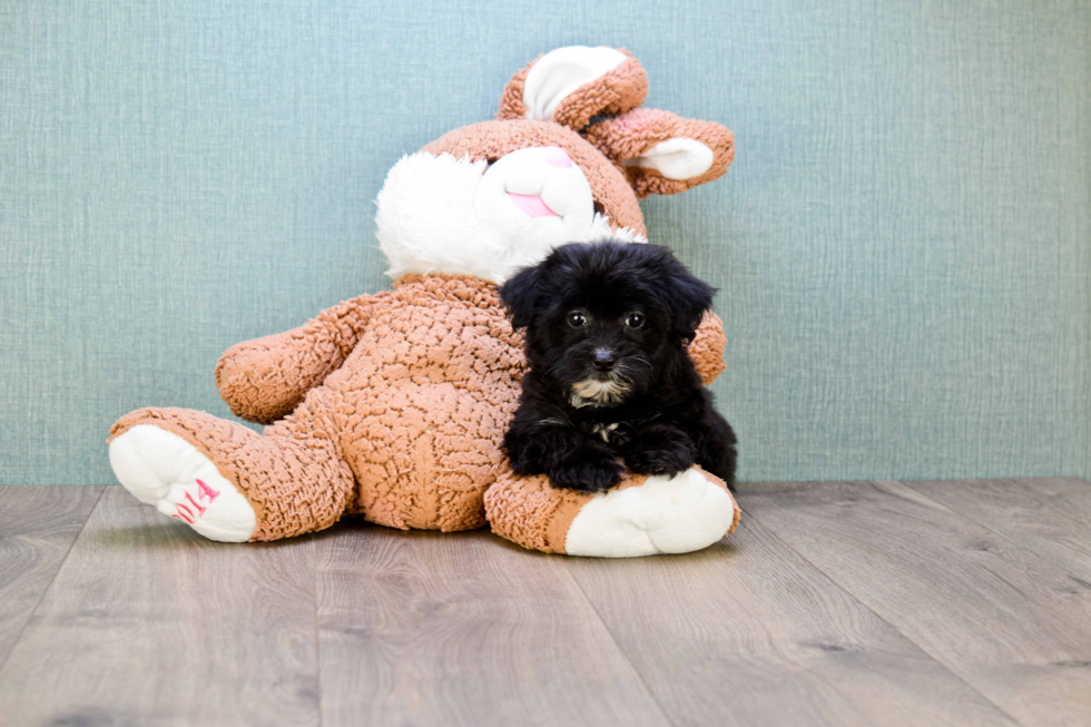 Yorkie Poo Puppy for Adoption