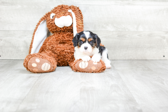 Best Cavalier King Charles Spaniel Baby