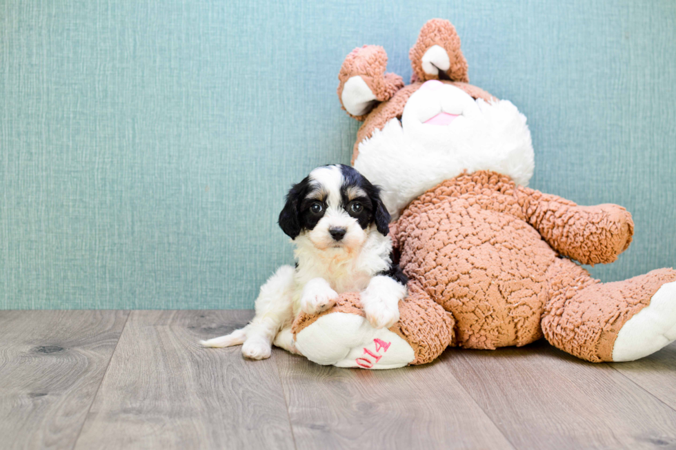 Cute Cavachon Baby