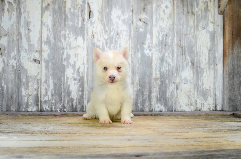 Friendly Pomsky Baby