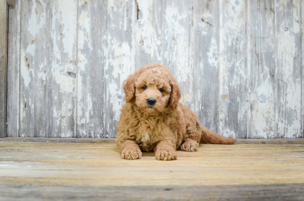 Little Golden Retriever Poodle Mix Puppy