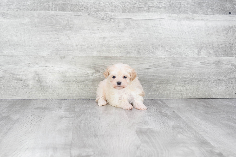 Maltipoo Pup Being Cute