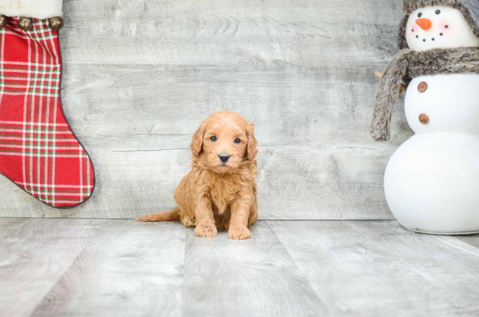 Mini Goldendoodle Puppy for Adoption