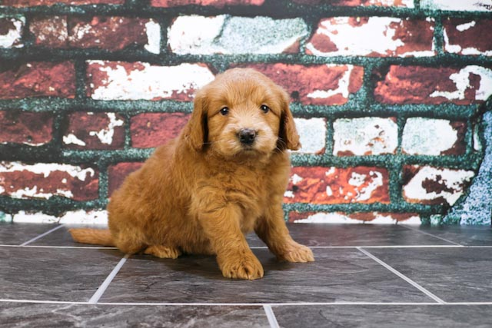 Mini Goldendoodle Pup Being Cute