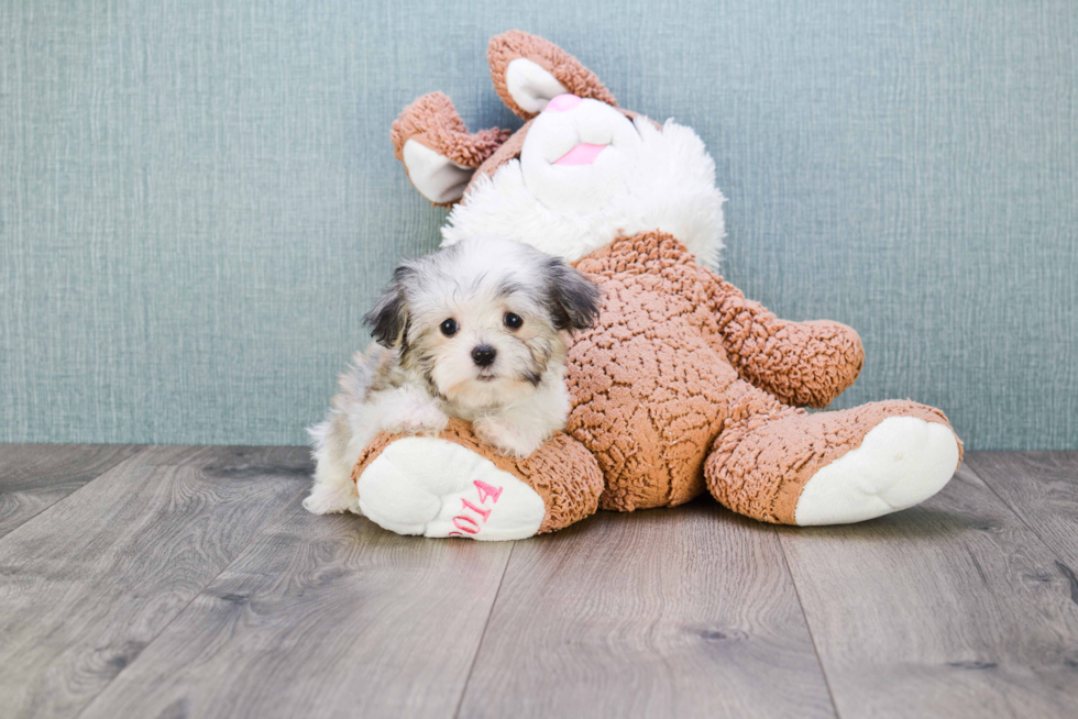 Havanese Pup Being Cute