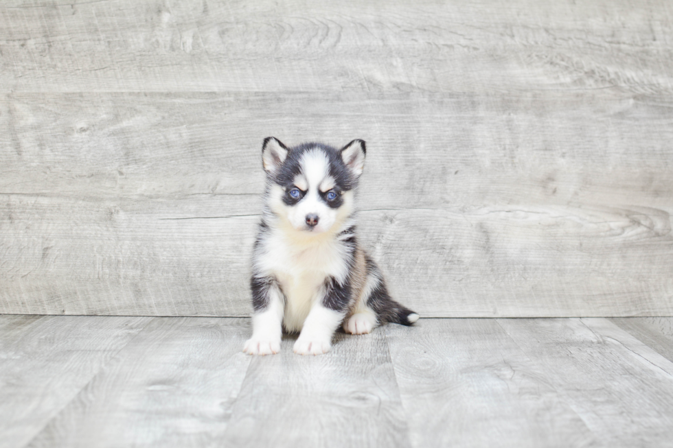 Best Pomsky Baby